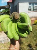 Sweet Bananas 🍌