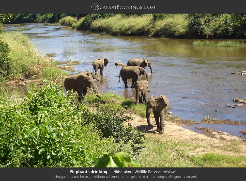 Gold Rush Endangers Wildlife — Illegal Mining Tears Into Malawi's Animal Sanctuaries